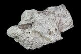 Pachycephalosaurus Skull Fragment - Alberta (Disposition #) #92803-2
